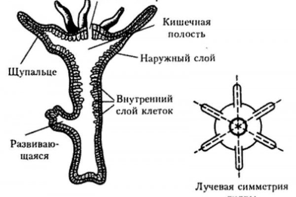 2krn cc официальный